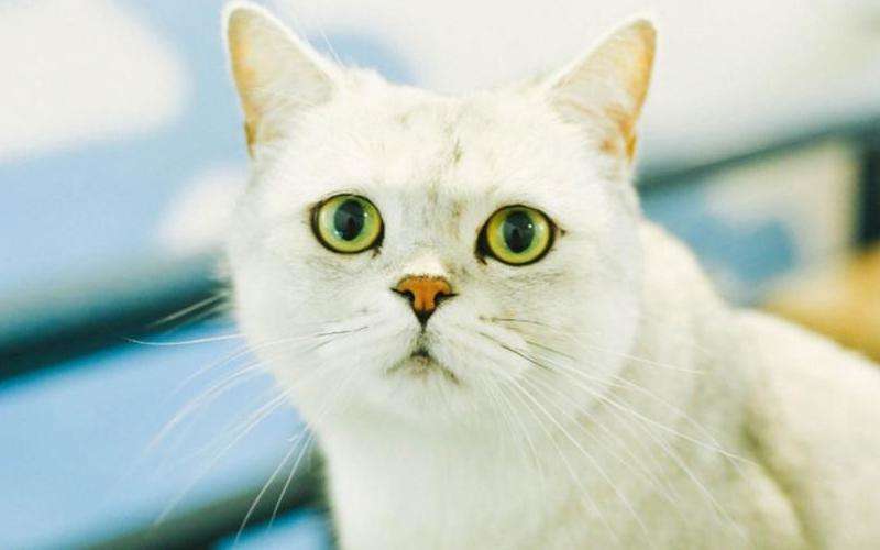 Discord 中的猫有何称呼？探秘宠物角色命名